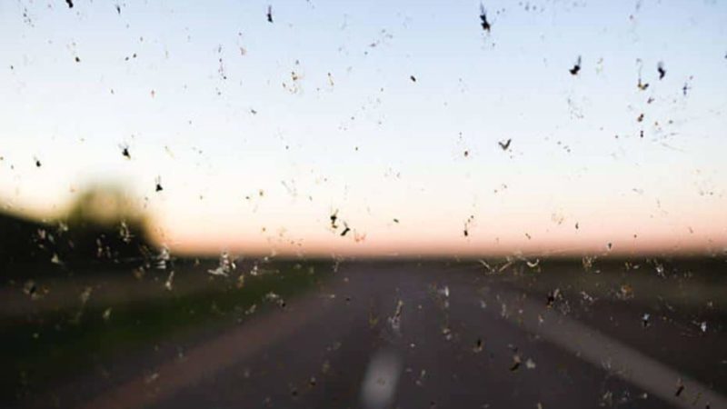 pare-brise-insectes-moustiques-saletés-vitres-fenêtre